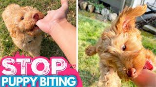 Puppy Biting?! WATCH THIS  3 EASY Steps to Stop Puppy Nipping FAST