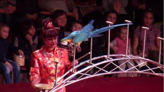 Circus. The show parrots. Цирк. Шоу попугаев.