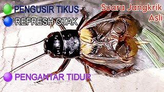 Suara Jangkrik Pengusir Tikus || Pengantar tidur