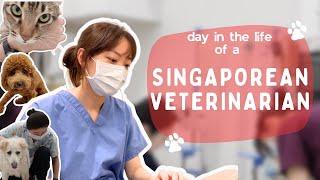 Day in the life of a veterinarian in Singapore