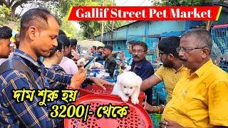 Galiff Street Pet Market Kolkata | dog market in kolkata | dog market in kolkata price | dogs