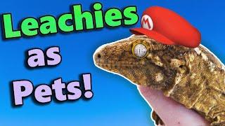 Leachianus Geckos: Fun Facts and Care Tips!