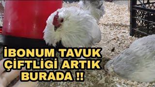 İBONUN TAVUK ÇİFTLİĞİ ARTIK BURADA !! SÜS TAVUGU KÜMESİMDE SON DURUM..BARBU HOROZLA OYNADIK :))