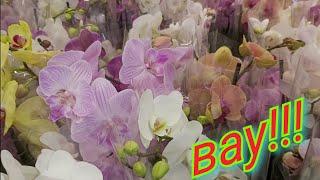 Неожидала  ЛЕНТА Удивила! орхидеи Биг Липы шикарные расцветки, буйство красок #орхидея #фаленопсис