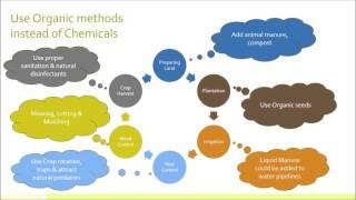 Organic vs Chemical Farming