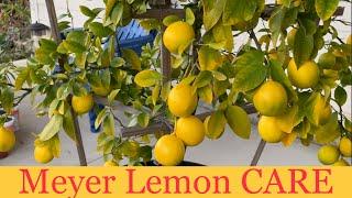 Meyer Lemon CARE - A complete guide