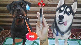 Rottweiler and Husky Hate Medicine  || Dog can talk part 38 || Roxy , Cheeni , Review reloaded