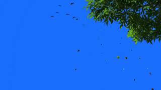 Blue Screen Effect Tree . No copyright claim by video.. Green Screen Effect Background Video