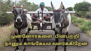 முன்னோர்களை பின்பற்றி நானும் காங்கேயம் வளர்க்கிறேன் || kangayam cattle breeds facts in tamil