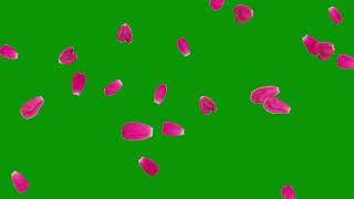 Free Green Screen : Rose Petals Falling #flower #rose : Copyright Free #Animation for Video Editing