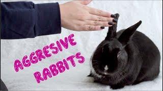 How to Bond With an Aggressive Rabbit