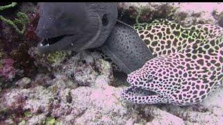 Two moray eels close up - Maldives April 2021