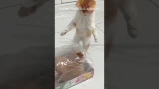 Funny Animals Videos  - Funniest Dogs and Cats Video 231 #shorts #cats #funnycat