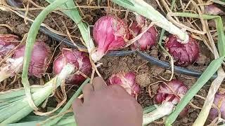 HOW TO MAKE A MILLION FROM AN ACRE OF ONIONS!