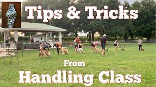 Dog Show Tips & Tricks: Handling Class