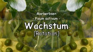 Markerbsenpflanze (Pisum sativum)