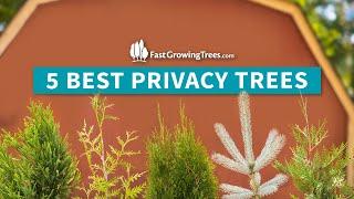 5 Privacy Trees Favorites | Fast Growing Privacy Trees