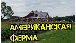 ФЕРМА В АМЕРИКЕ #РУССКИЕВАМЕРИКЕ #ЖИЗНЬВАМЕРИКЕ #АМЕРИКАНСКИЕФЕРМЫ #ОГОРОДЫВАМЕРИКЕ #АМЕРИКАНЦЫ