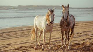 Horse Meeting | Horse Breeding | #horsemeeting #horsebreeding #viral #viralvideos