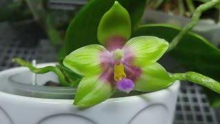 Phalaenopsis Nobby's Fox