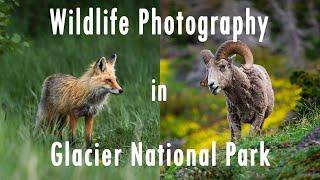 Wildlife Photography - Bears, Fox, Bighorn Sheep - Glacier National Park