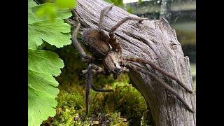 Cupiennius salei, Tiger Wandering spider update and rehouse