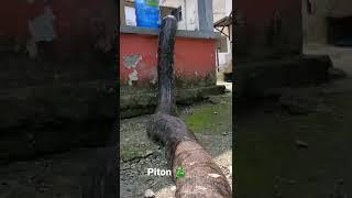 Le plus gros piton  #shorts #wildlife #piton #serpent #viral