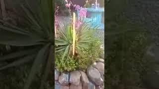 beautiful set up of garden//short