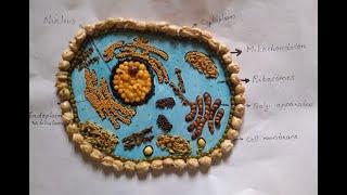 Animal Cell Model Using SEEDS