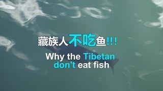 在西藏藏民为什么从不吃鱼？原来如此！|Why the tibetan don't eat fish!?