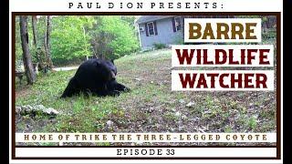 Barre Wildlife Watcher Episode 33