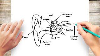 How to Draw Human Ear Diagram With Labelling #HumanEar