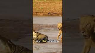 ∆ Lion and crocodile #shortvideo #wildlife #animals #wildwonders #shorts