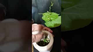 #Organic Liquid Giloy fertilizer all plants#shortvideo #please  subscribe 