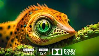 Ultimate Wild Animals Collection in 8K ULTRA HD / 8K TV