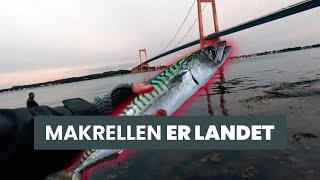 Makrel i Lillebælt - Ammoniakhavnen