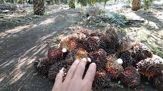 BAHAYANYA JIKA KEBUN TERLALU BERSIH!!