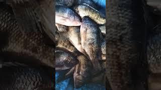 Rohu And Tilapia Fish market Available in Selu Fish market by mh fish cutting video