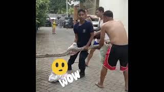 PENANGKAPAN DRAMATIS ULAR SANCA UKURAN 6 METER DIDALAM MOBIL#video #shorts #viral #youtube #videos