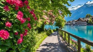 Peaceful Morning Walk in Swiss Town Interlaken Switzerland Top Travel Destination