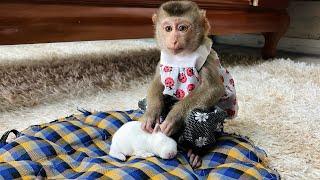 Baby monkey Tina helps her mother take care of the beautiful baby rabbit