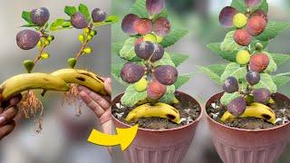 How To Grow Fig Trees From Figs in Water | Grow Figs Plants at Home From Figs in Banana Fruit