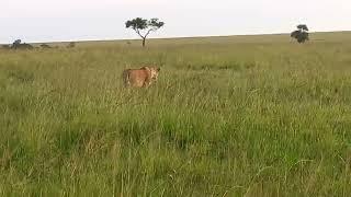 lioness vs a olive baboon