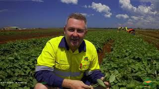 Sweet Potatoes Australia - Spring Planting Update