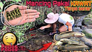 Mancing Channa Limbata menggunakan Kawat, tanpa pakai senar dapat banyak dan mudah sekali!!!