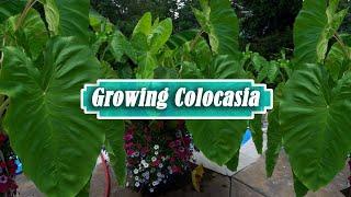 Colocasia Care Tips || How to Grow Elephant Ears