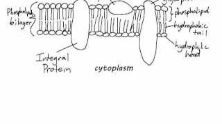 IB Biology 2.4.1: Drawing a plasma membrane