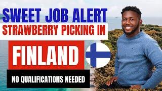 Landing a Strawberry Picking Job in Finland (AWESOME SALARY)- Tips and Application Process