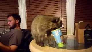 Roper the raccoon gets a cup stuck on her head