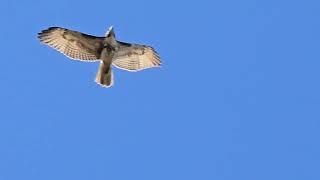 Опасное ️ небо в октябре  для голубей (Juvenile male red-tailed hawk attacks a pigeon in the sky)